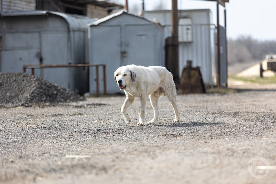 В Волгоградской области за укус бездомной собакой семье выплатили 50 тыс. рублей
