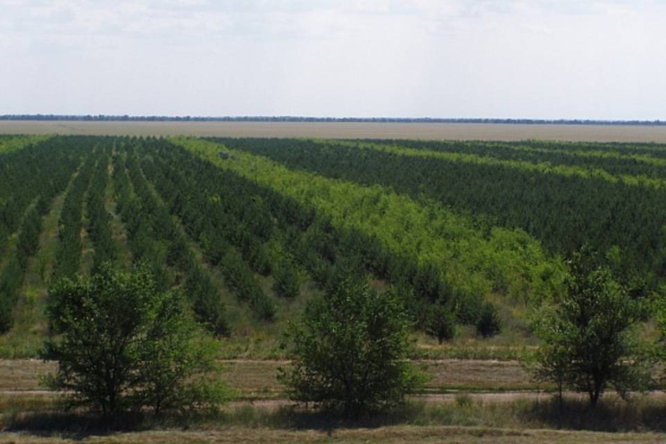 Более 5 млн деревьев высадили весной в Волгоградской области