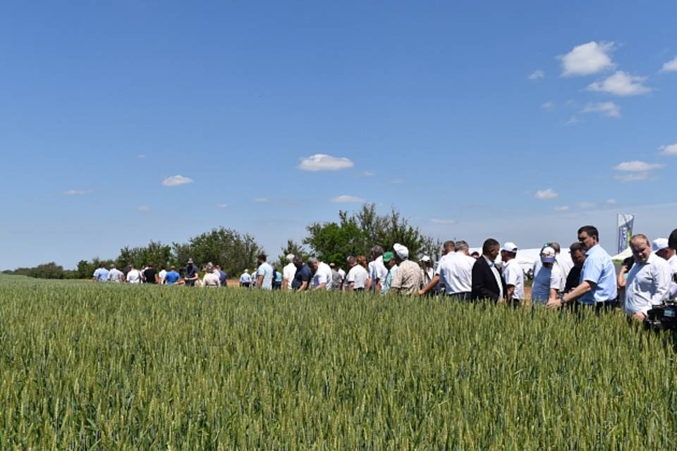 В Волгоградской области отметили День поля