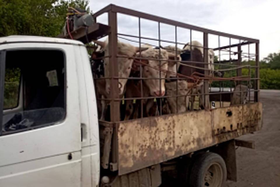 Под Волгоградом перевозили быков без сопроводительных документов
