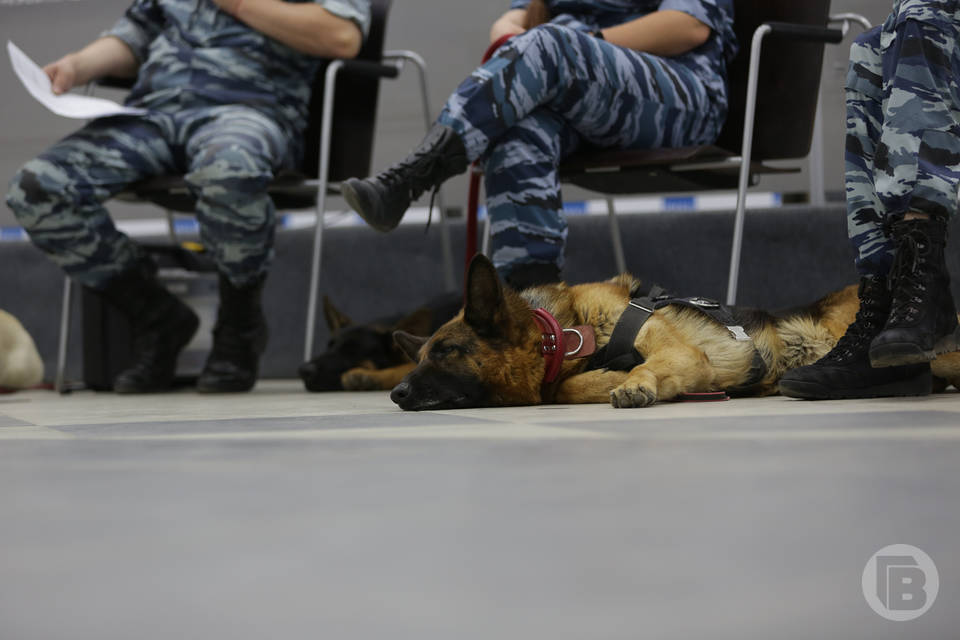 УФСИН России по Волгоградской области пересчитало всех своих собак