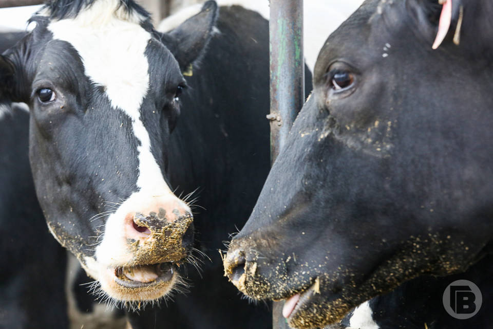 В Волгоградской области семь коров были задержаны на посту ДПС