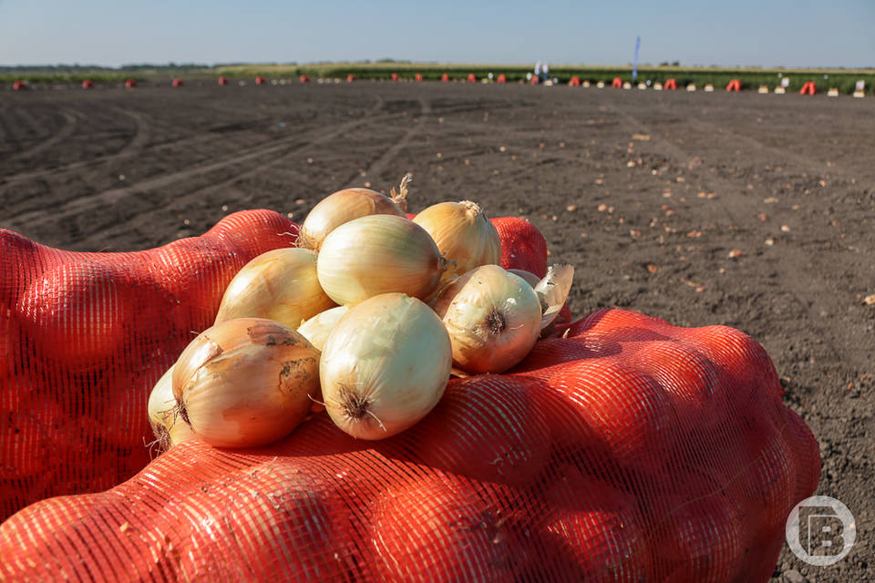 6,7 тысячи тонн ранних овощей собрали в Волгоградской области