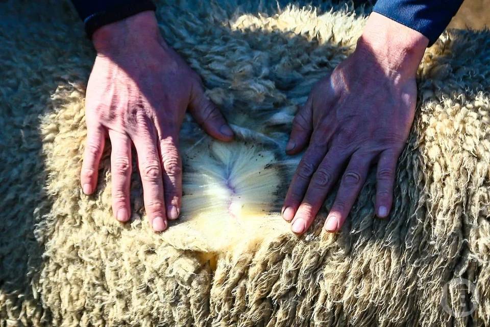 Волгоградский предприниматель увеличил сроки годности на «сухосоленые» шкуры овец