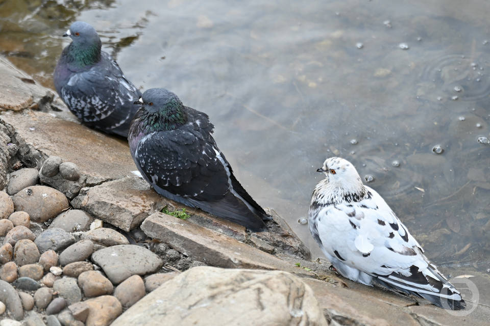 В Волжском ищут создателей пешеходной аллеи с голубятней