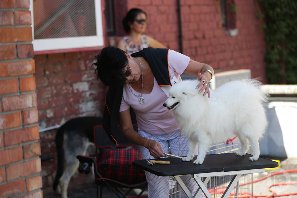 Карнавал собачьих костюмов состоится в Волгограде