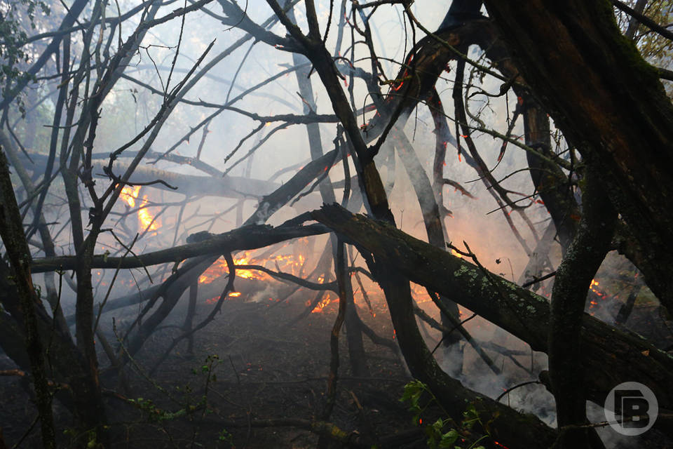 В Волгоградской области сохраняется риск возгорания леса