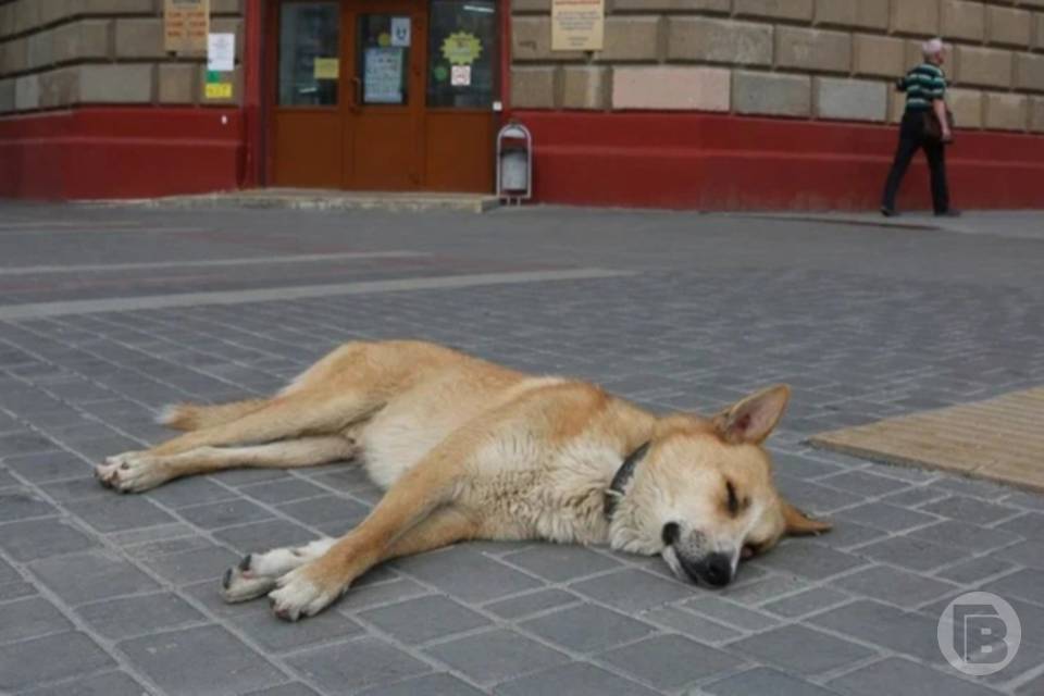 В Волгоградской области могут запретить усыплять домашних животных