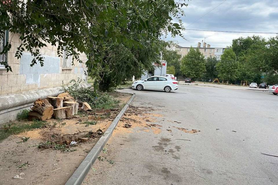 В Волгограде на подростка упало сухое дерево из-за бездействия УК