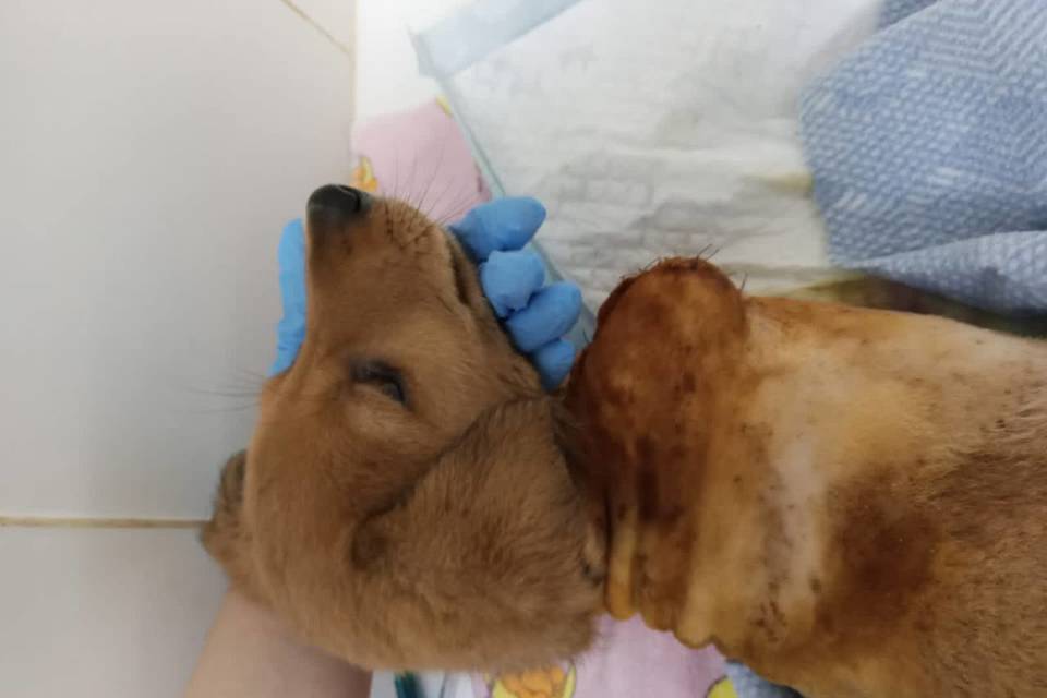 В Волгограде спасли щенка с отрубленными лапами
