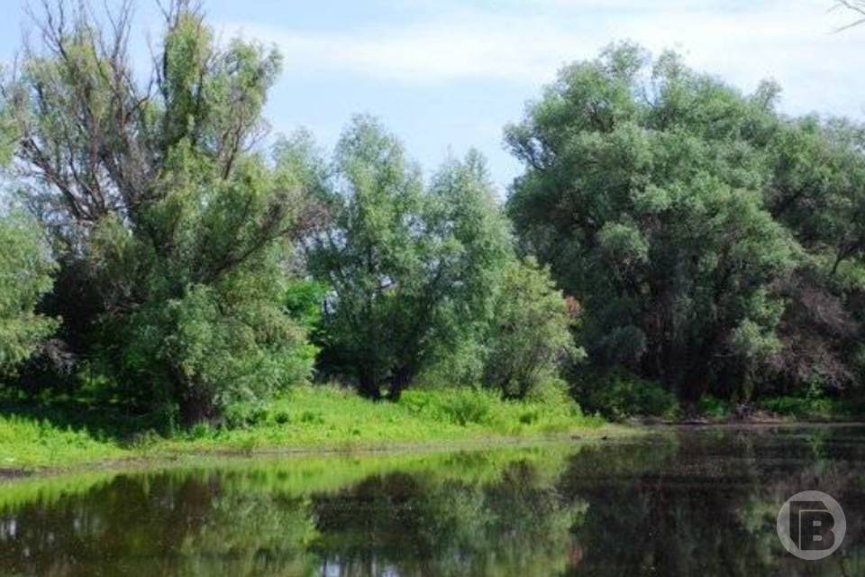 Риск возгорания леса в Волгоградской области увеличился 4 и 5 августа
