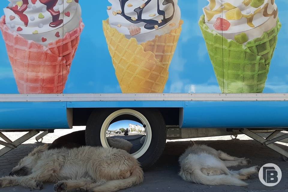 Сколько зарабатывают на мороженом в Волгоградской области