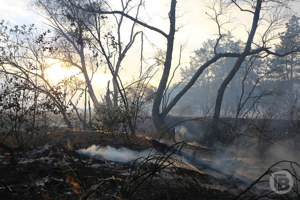 14 и 15 августа в Волгоградской области может вспыхнуть лес