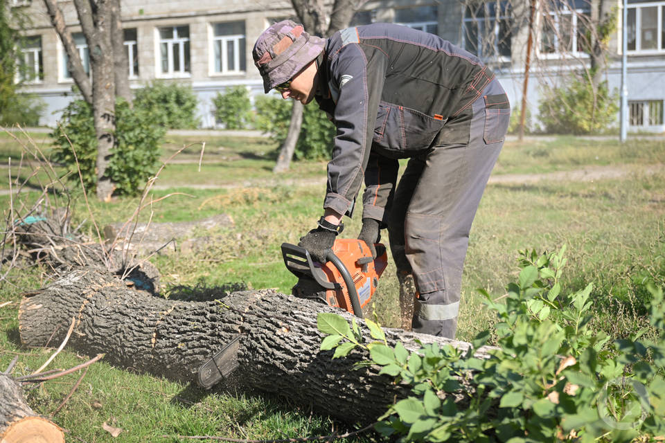Под Волгоградом возле школ обрезают деревья