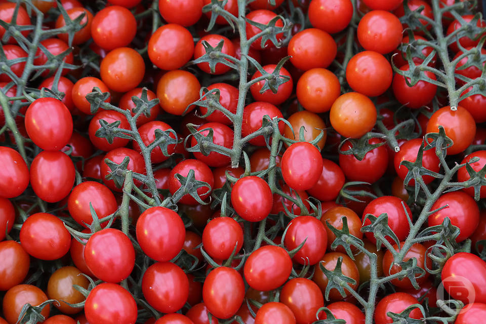 Любовь к помидорам может довести волгоградцев до онкологии