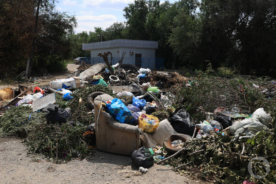 В Волгограде после уборки мусора займутся уничтожением крыс
