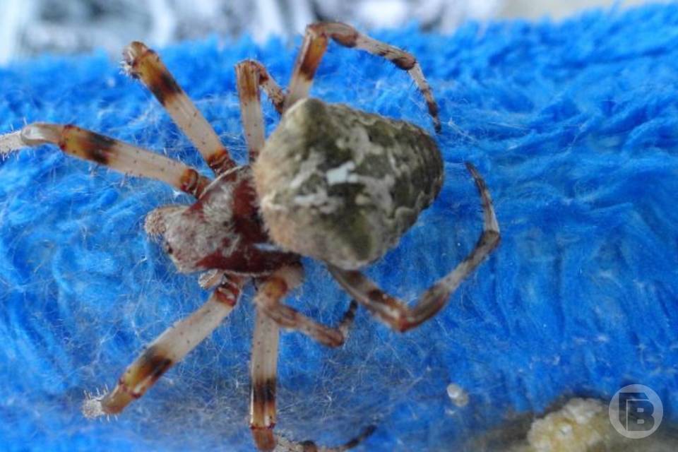 Опасного паука с кладкой яиц обнаружили в Волгоградской области