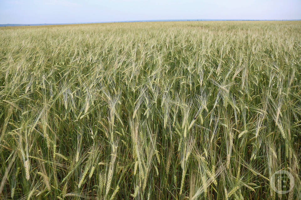 Волгоградский регион увеличил экспорт зерна