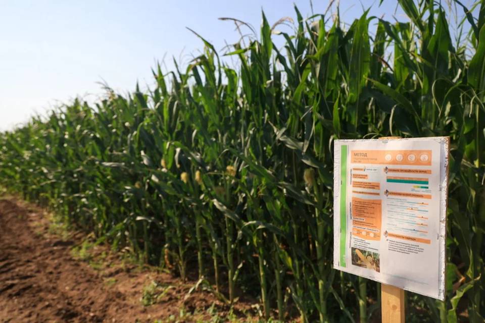 Волгоградские аграрии обменялись опытом выращивания кукурузы и подсолнечника