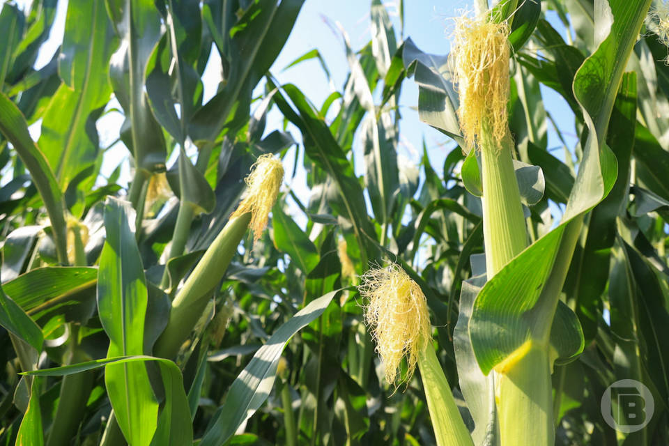 Эксперты рассказали волгоградцам о пользе кукурузы