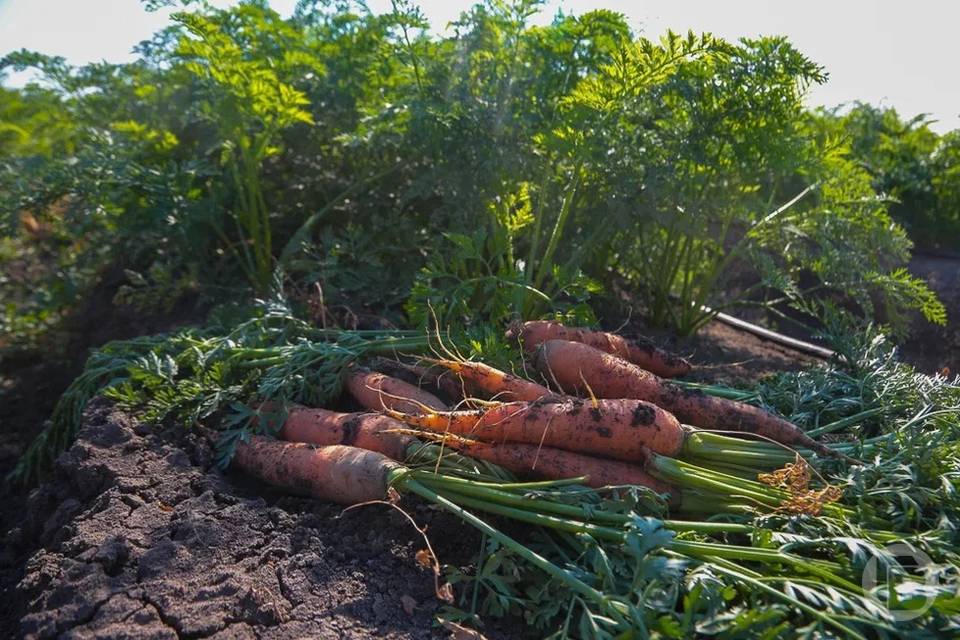 В Казахстан направили 140 тонн волгоградской моркови