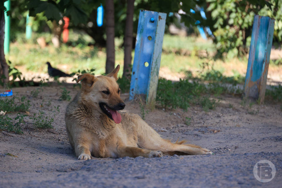 В Волгограде безнадзорных собак помогает отлавливать чат-бот