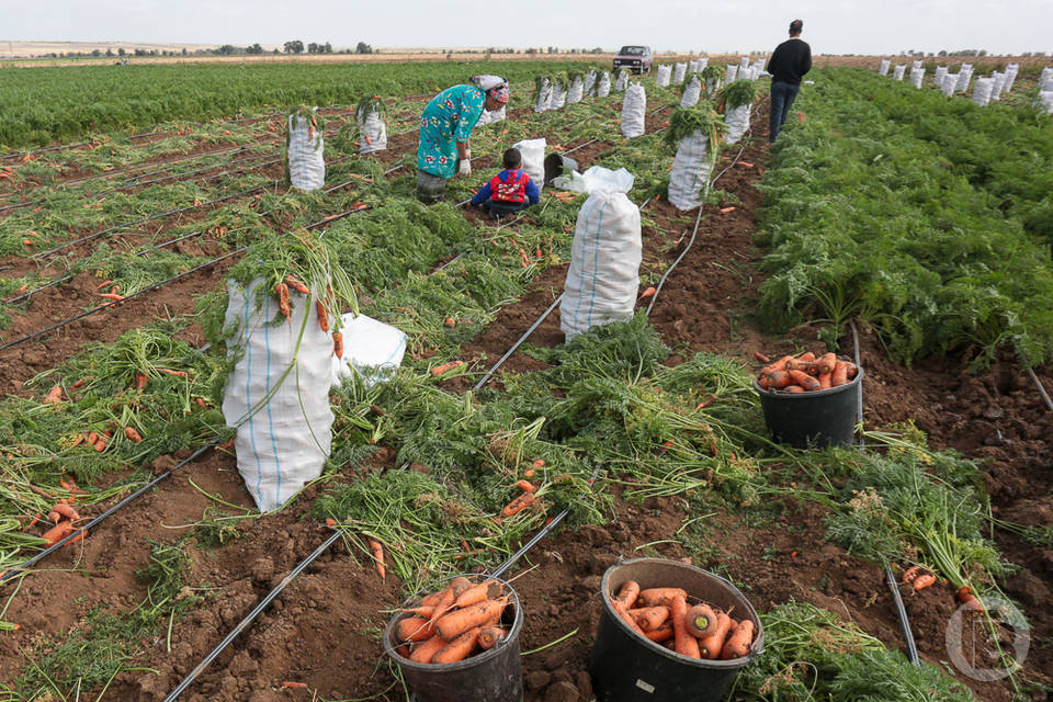 Более 140 тонн овощей отгрузила Волгоградская область в Казахстан