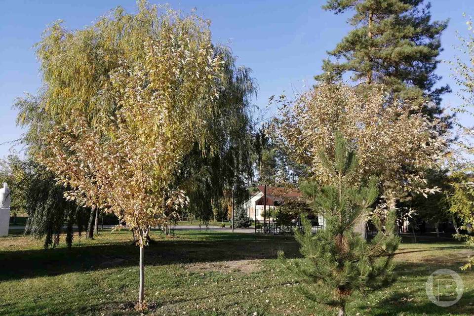 В Камышине Волгоградской области высадят деревья в честь воинов СВО