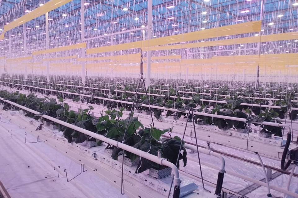Крупные инвестпроекты реализуют в овощеводстве Волгоградской области