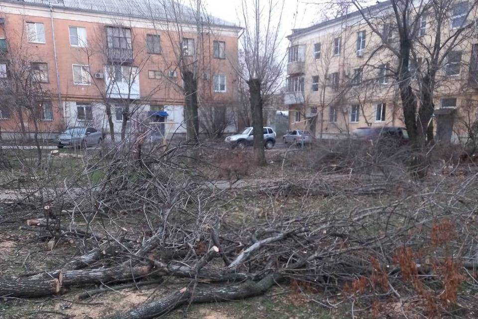 Под Волгоградом до середины декабря планируют спилить 279 старых деревьев