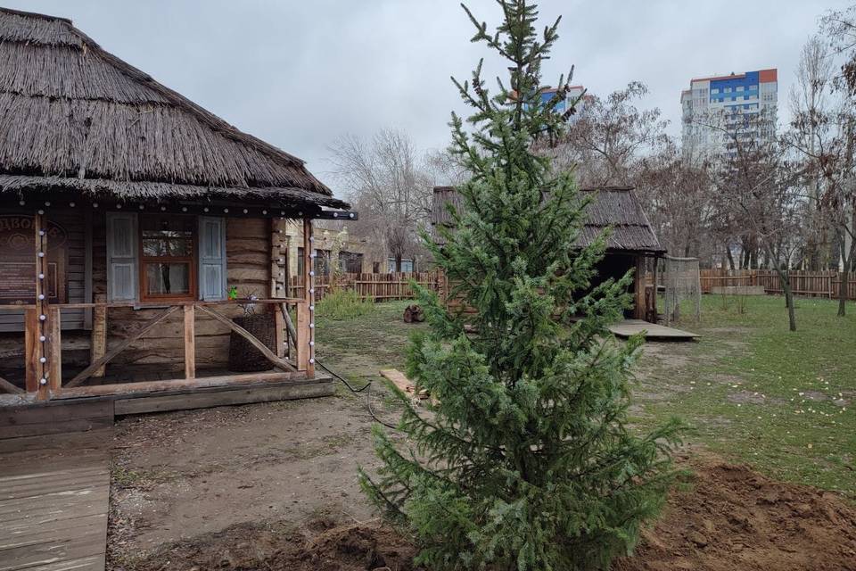 Сербскую ель высадили у резиденции Деда Мороза в Волгограде