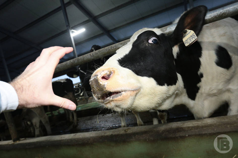 В Волгоградской области предприниматель сотворил "чудо" с коровьим молоком