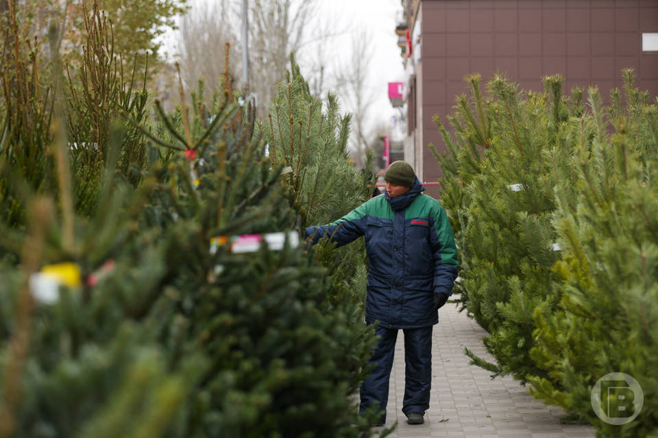 Волгоградцев просят не выбрасывать елки после новогодних праздников