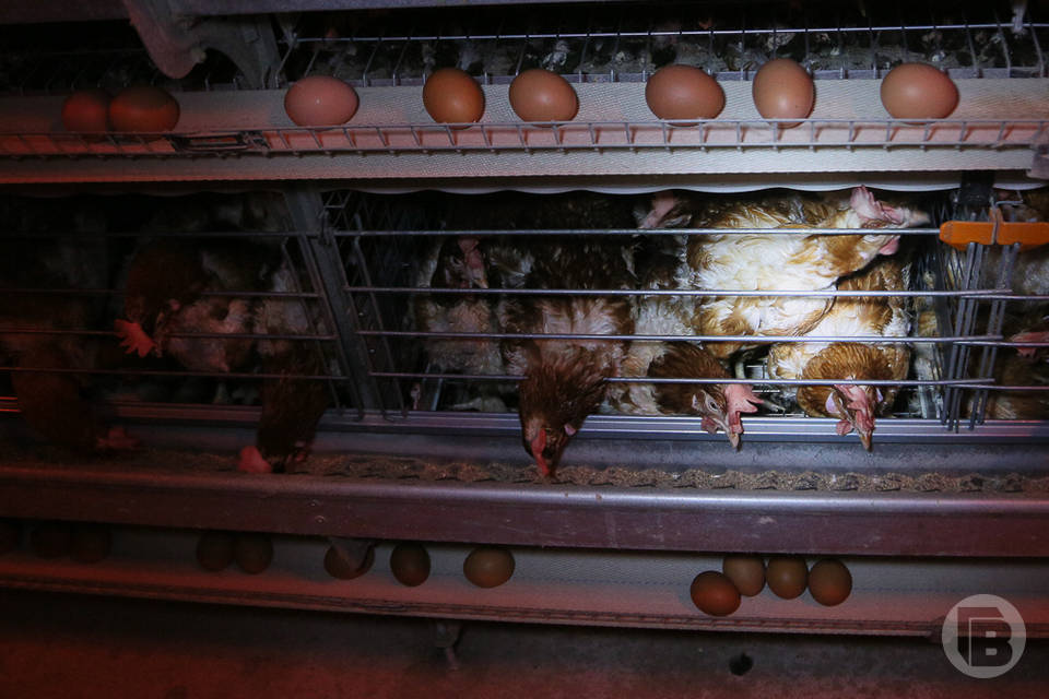 В Волгограде цены на яйца куриные "покатились" вниз