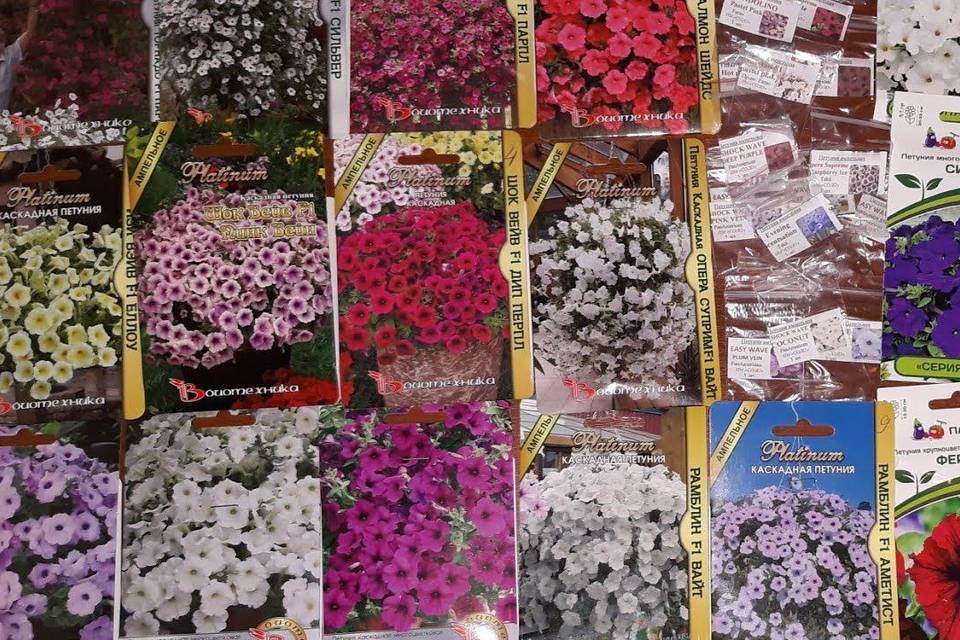 Мужчину с сотнями упаковок цветочных семян задержали в аэропорту Волгограда