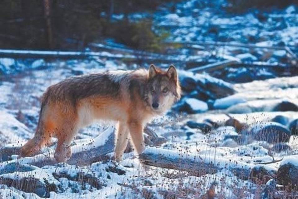 Облаву на волков устроят охотники в Волгоградской области
