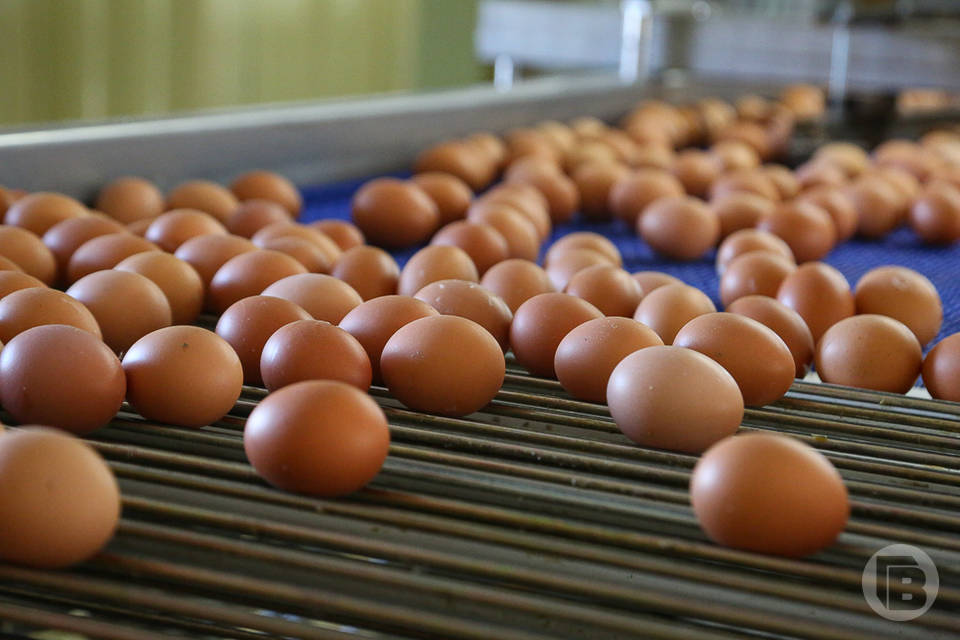 Волгоградцев осчастливили куриными яйцами по 86 рублей