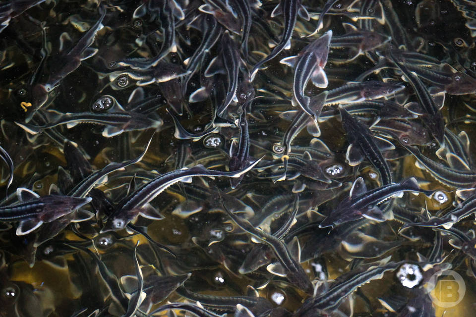 Волгоградмелиоводхоз обязали защитить реки от массовой гибели рыб