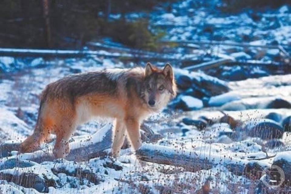В Волгоградской области предлагают 20 тысяч за мертвого волка