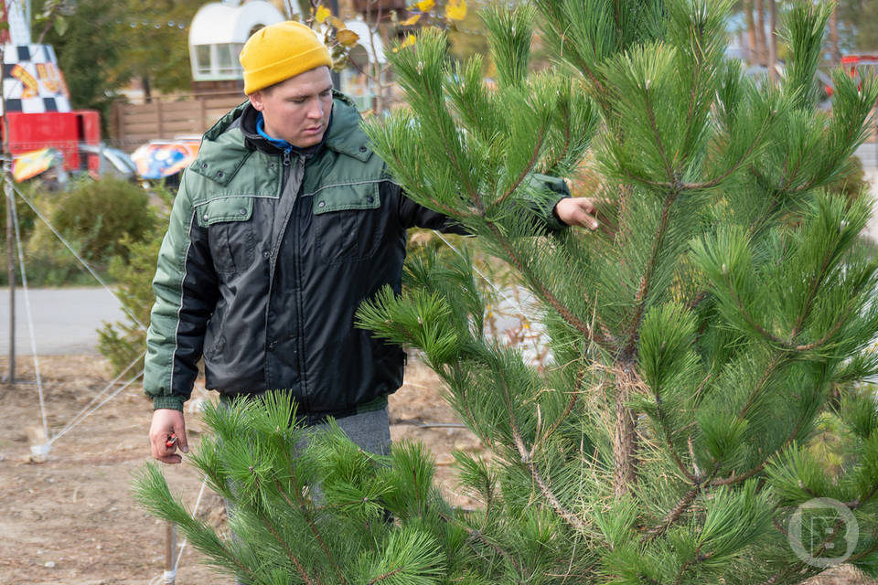 До 15 февраля волгоградцы могут сдать в переработку новогодние елки