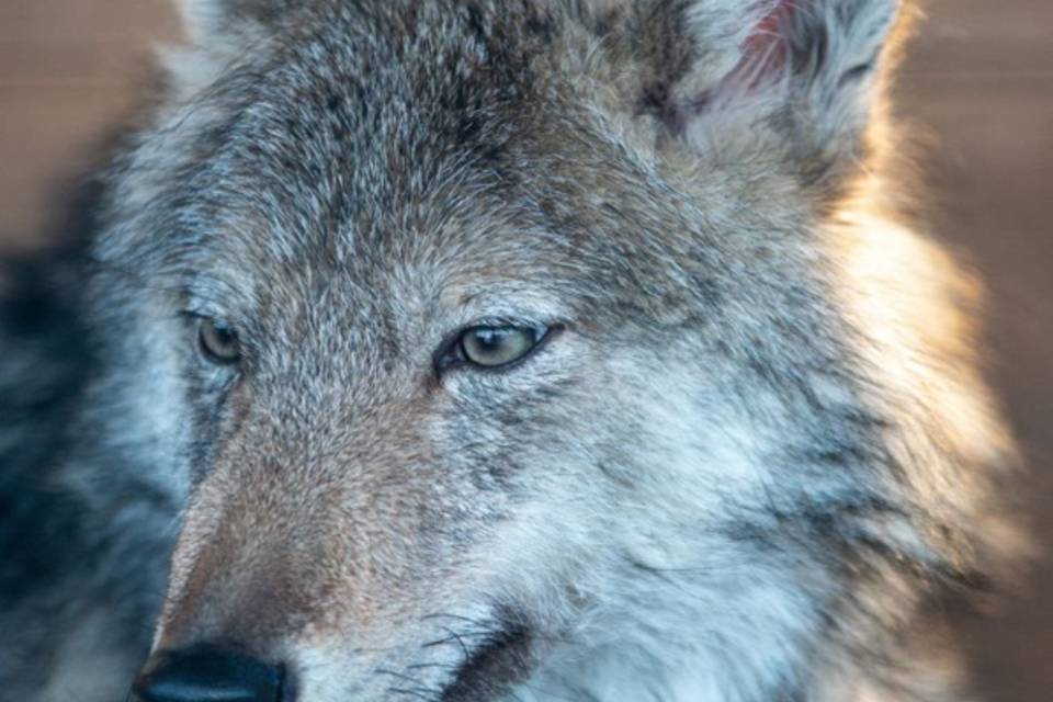В Волгограде в приюте «Дино» умер подброшенный волк Макар