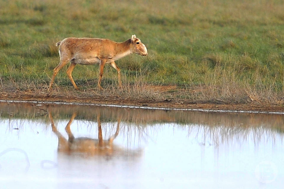 В Волгоградской области удвоилась численность оленей