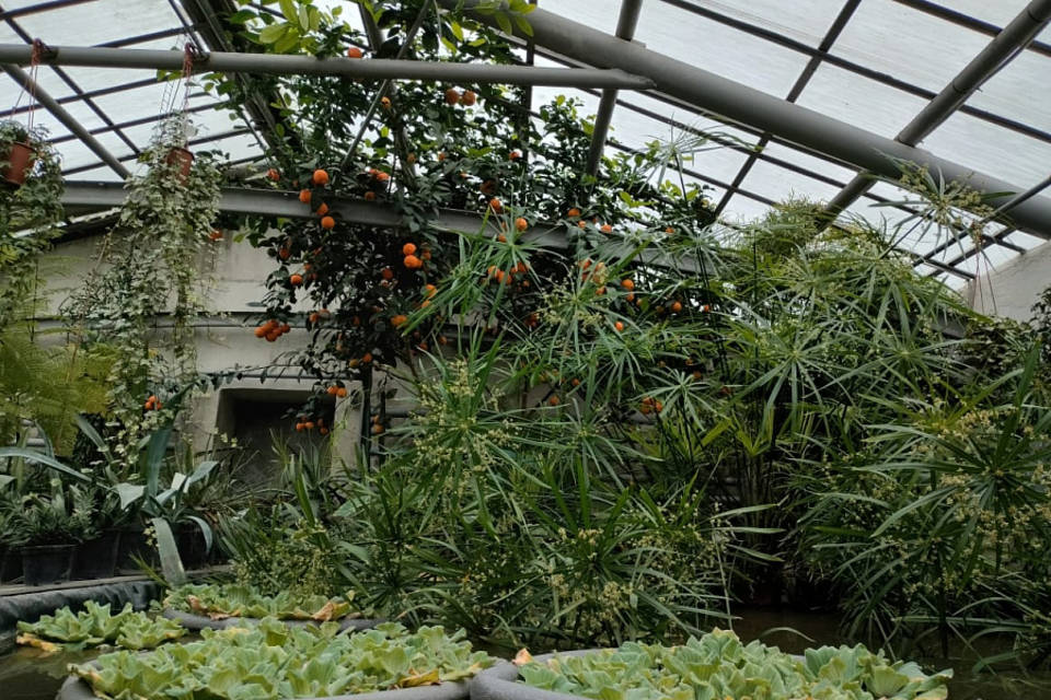 В Волгоградской области закрыли оранжерею ботанического сада