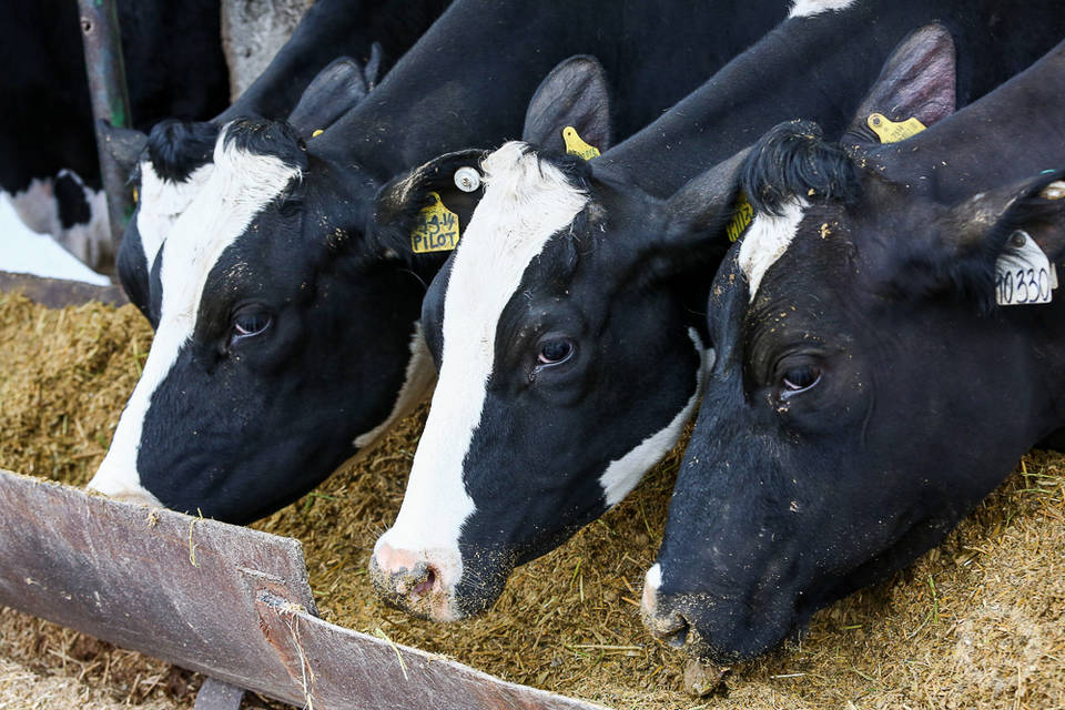 Волгоградским животноводам предстоит увеличить производство молока до 600 тысяч тонн