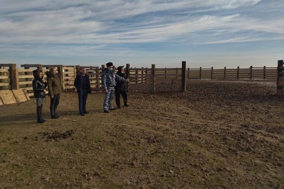 В Волгоградской области осудили похитителя 30 коров