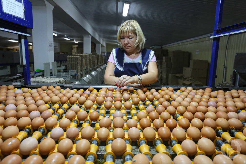 Волгоградские куры в прошлом году снесли полмиллиарда яиц