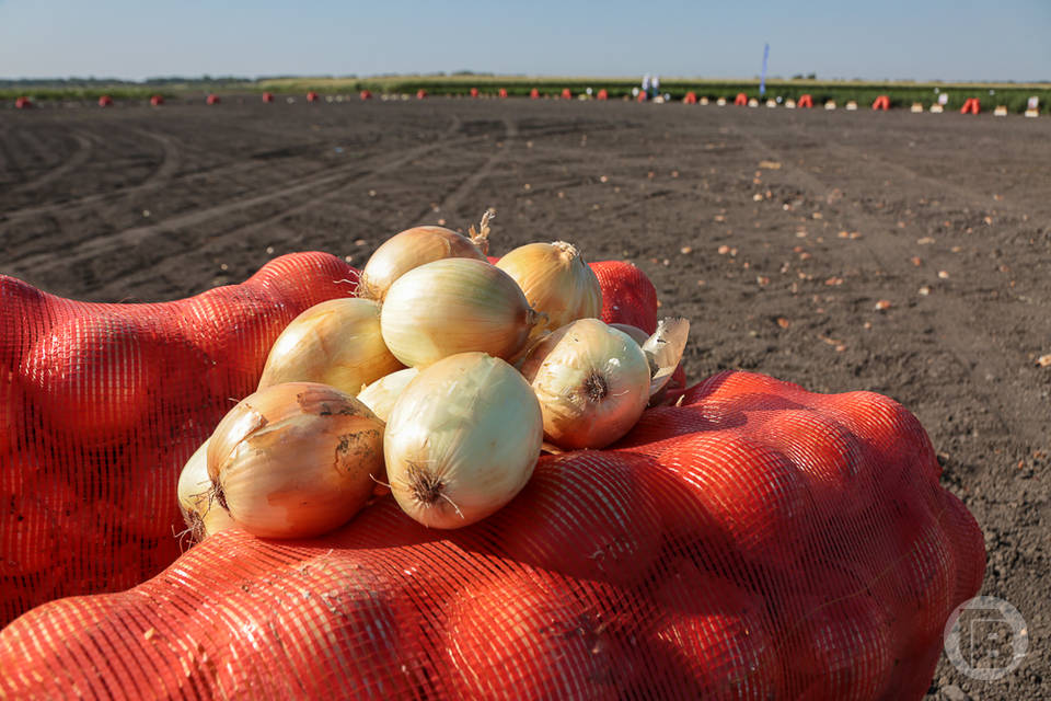 В Волгоградской области  овощи займут 22 тысячи га