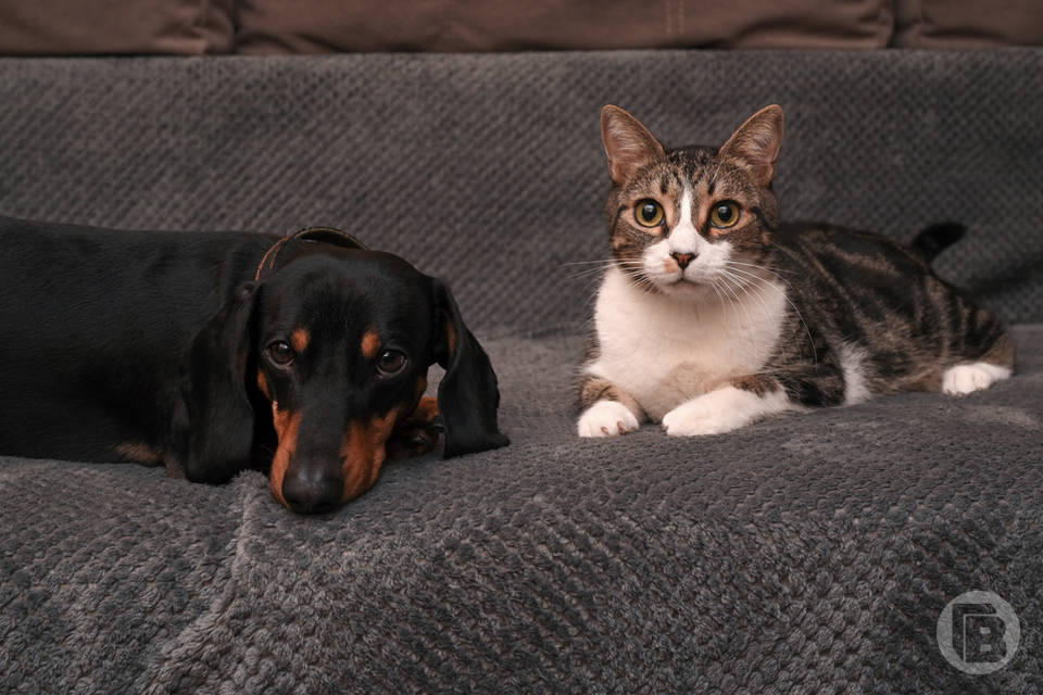 20 кошек и собак вывезли волгоградцы за границу с ветеринарными сертификатами