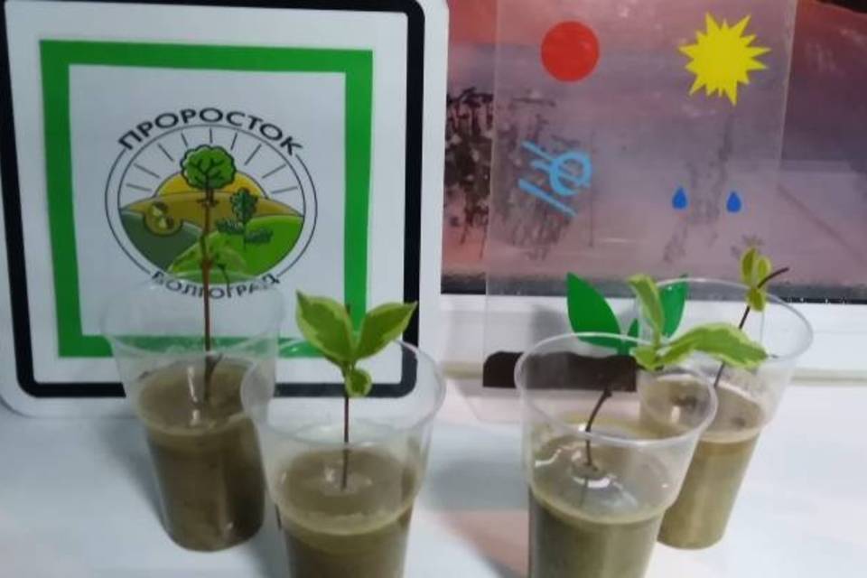 Волгоградские школьники выращивают саженцы для озеленения города