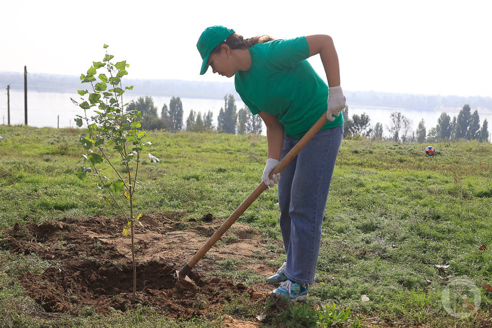 В Волжском высадят 20 тысяч деревьев и кустарников в этом году